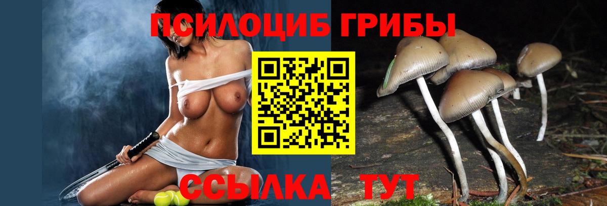 Псилоцибиновые грибы Psilocybe  Вход с VPN  Ижевск 